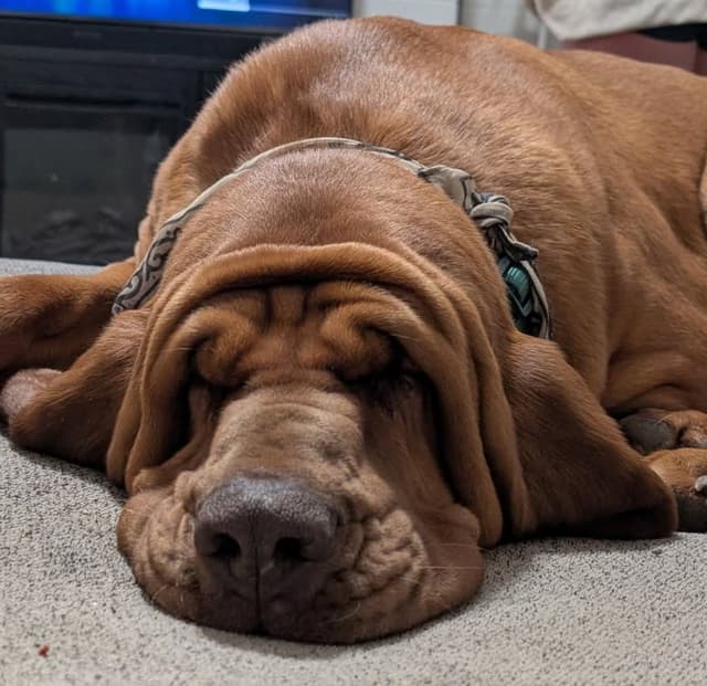 Bloodhound Pups with Proven Trailing, Tracking and Deer Recovery Line media 20