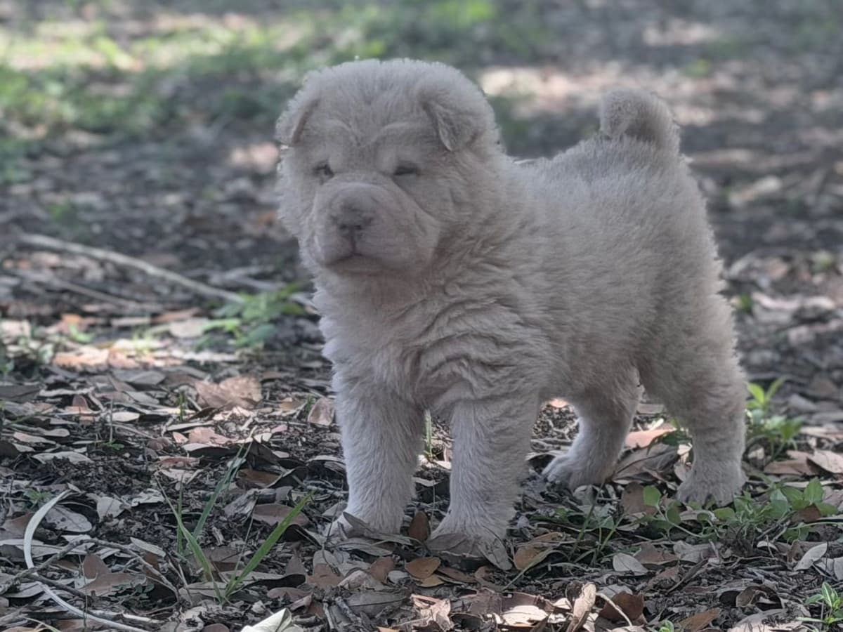 Chinese Shar-Pei Puppies breeder image 1