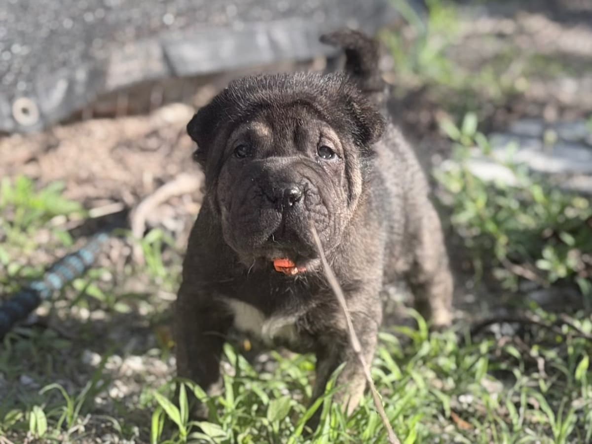 Chinese Shar-Pei Puppies breeder image 2