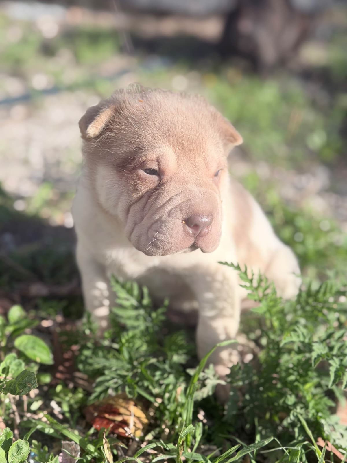 Chinese Shar-Pei Puppies breeder image 3