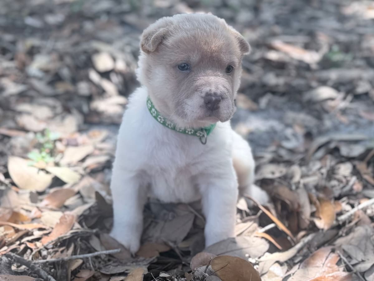 Chinese Shar-Pei Puppies breeder image 4