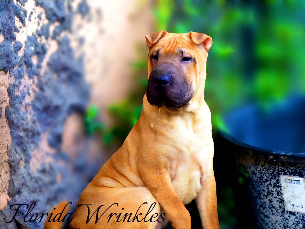 Chinese Shar-Pei Puppies breeder image 8