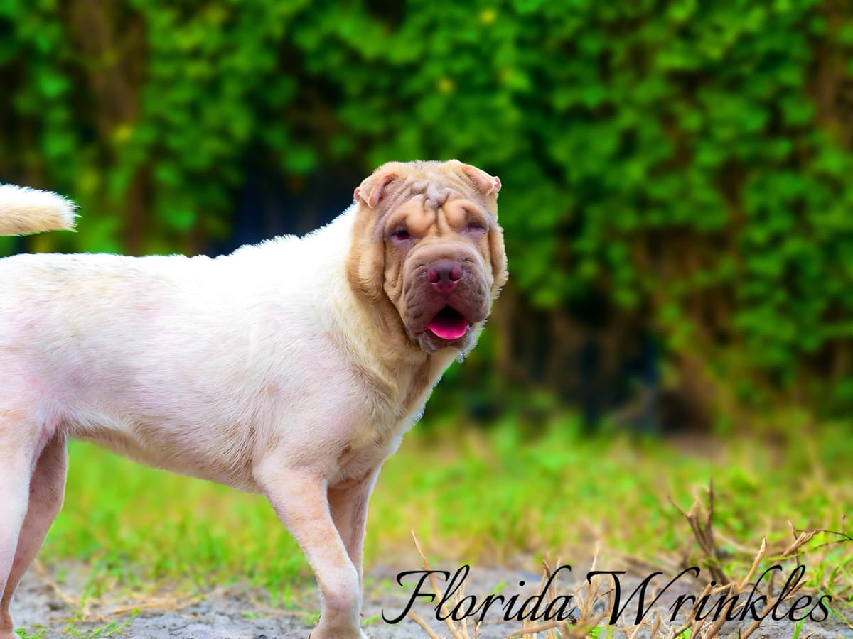 Chinese Shar-Pei Puppies breeder image 7