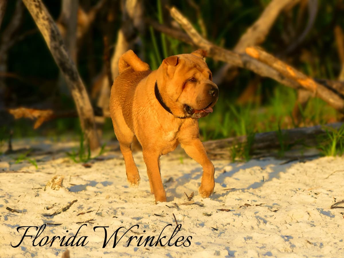 Chinese Shar-Pei Puppies breeder image 9