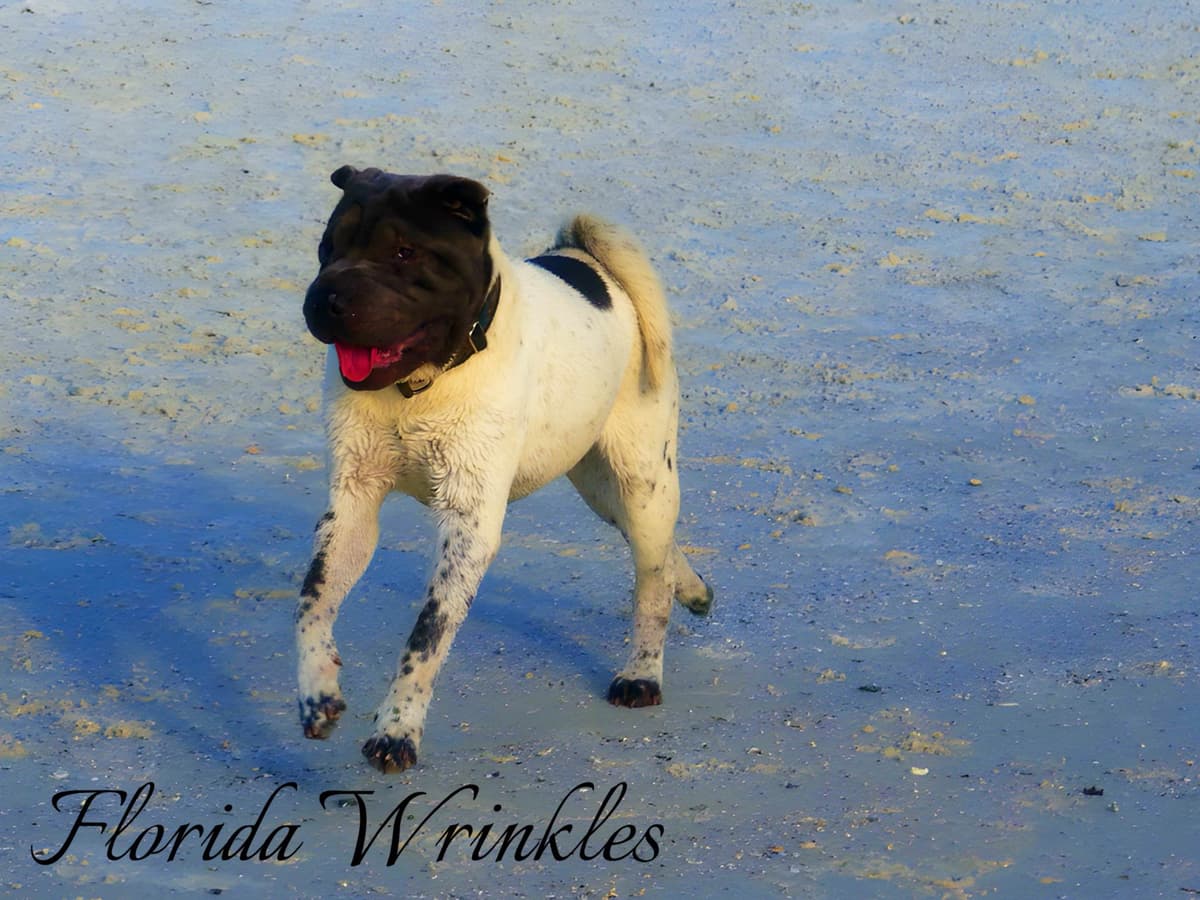 Chinese Shar-Pei Puppies breeder image 11