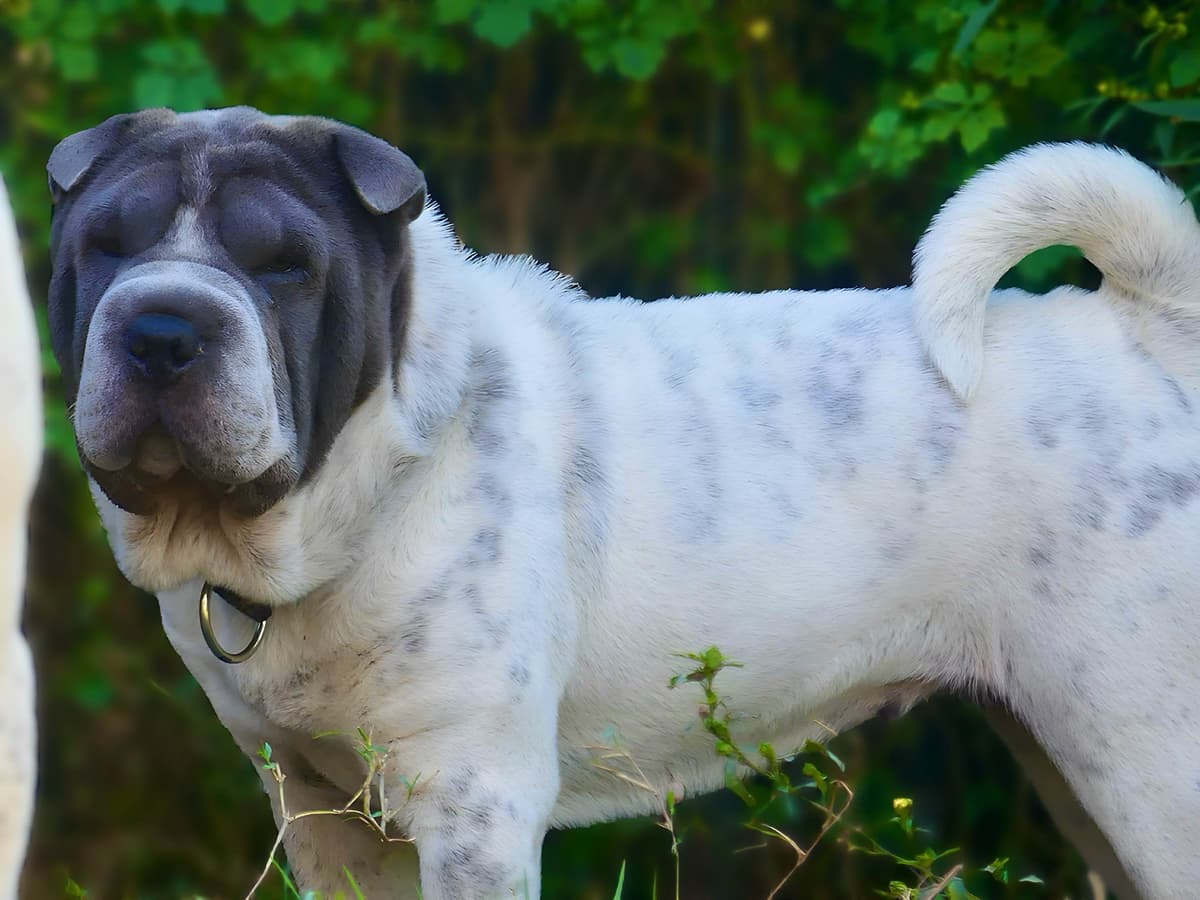 Chinese Shar-Pei Puppies breeder image 14