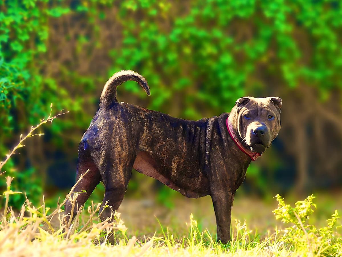 Chinese Shar-Pei Puppies breeder image 15