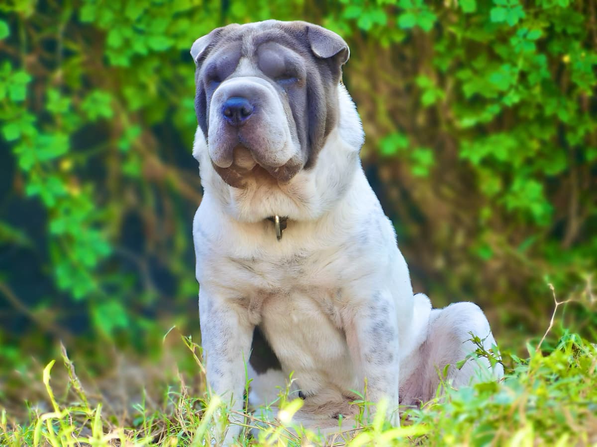 Chinese Shar-Pei Puppies breeder image 22