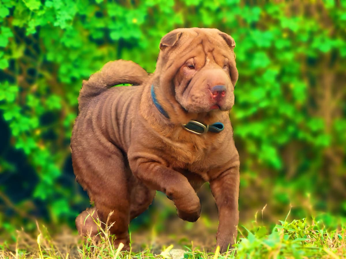 Chinese Shar-Pei Puppies breeder image 21