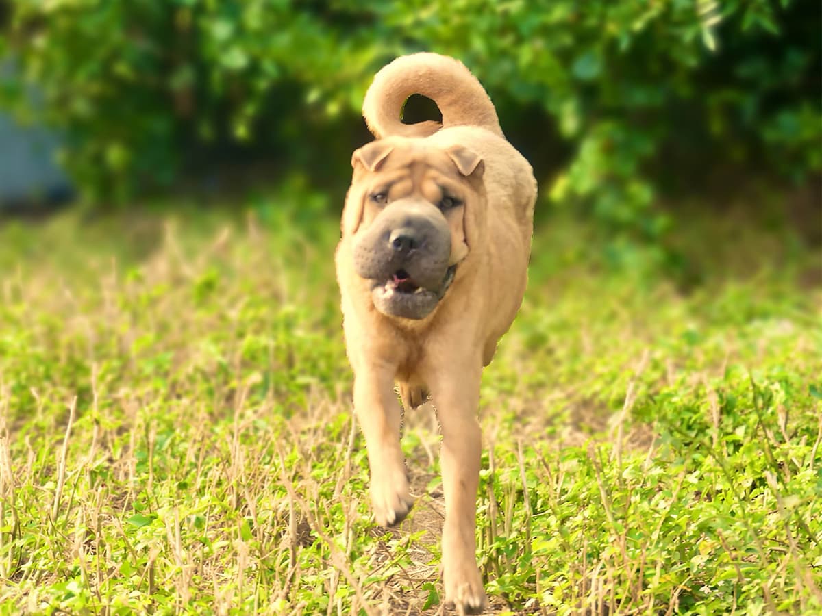 Chinese Shar-Pei Puppies breeder image 18