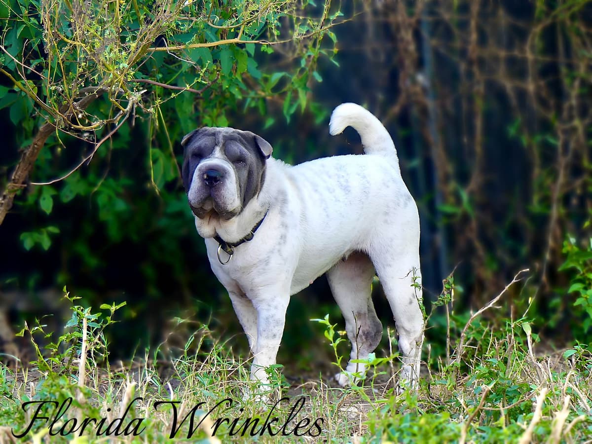 Chinese Shar-Pei Puppies breeder image 20