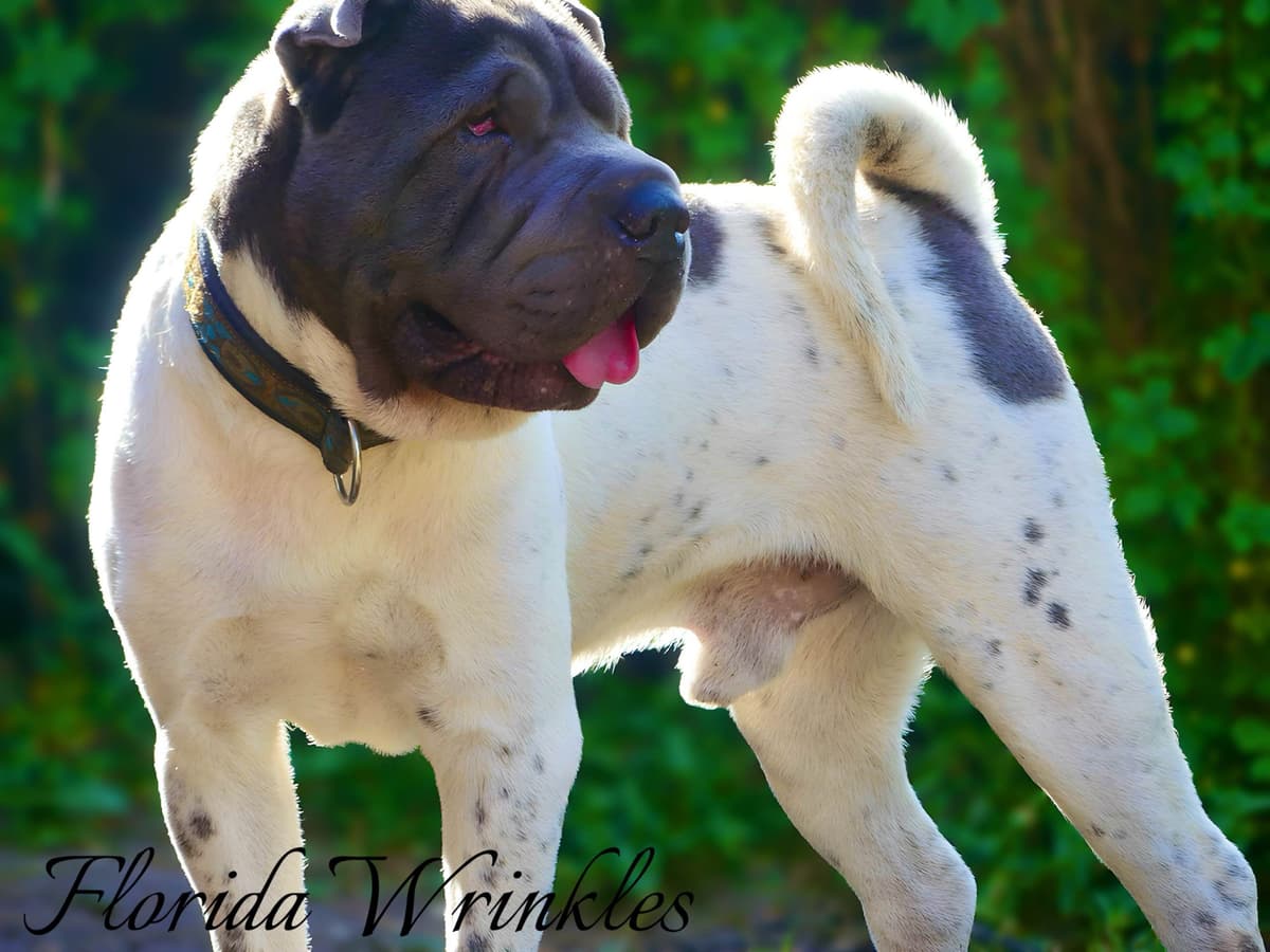 Chinese Shar-Pei Puppies breeder image 17