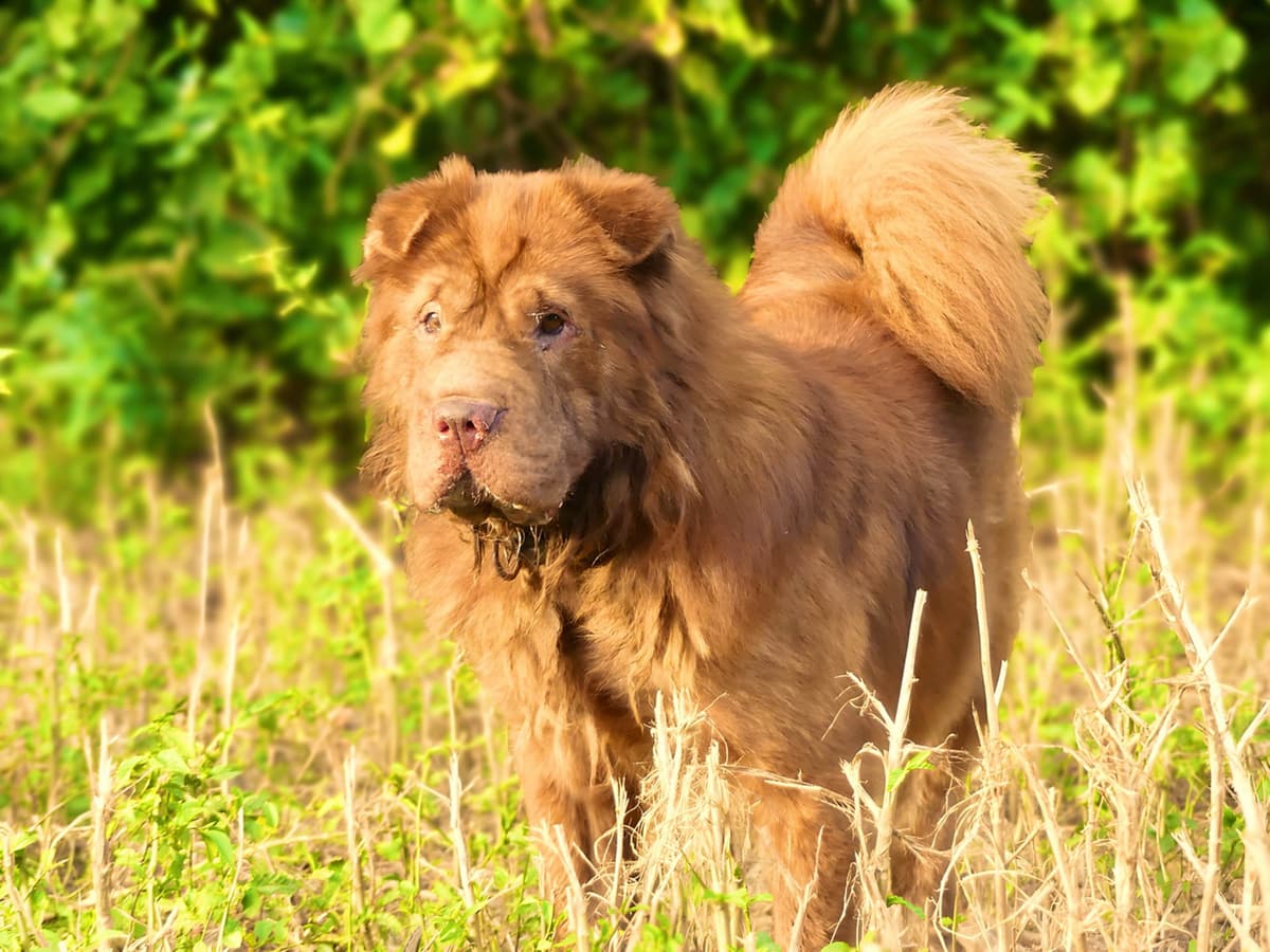 Chinese Shar-Pei Puppies breeder image 24