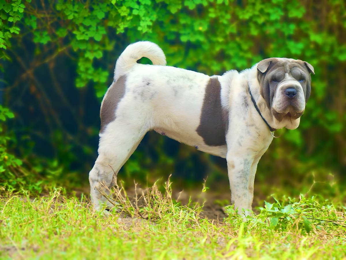 Chinese Shar-Pei Puppies breeder image 25