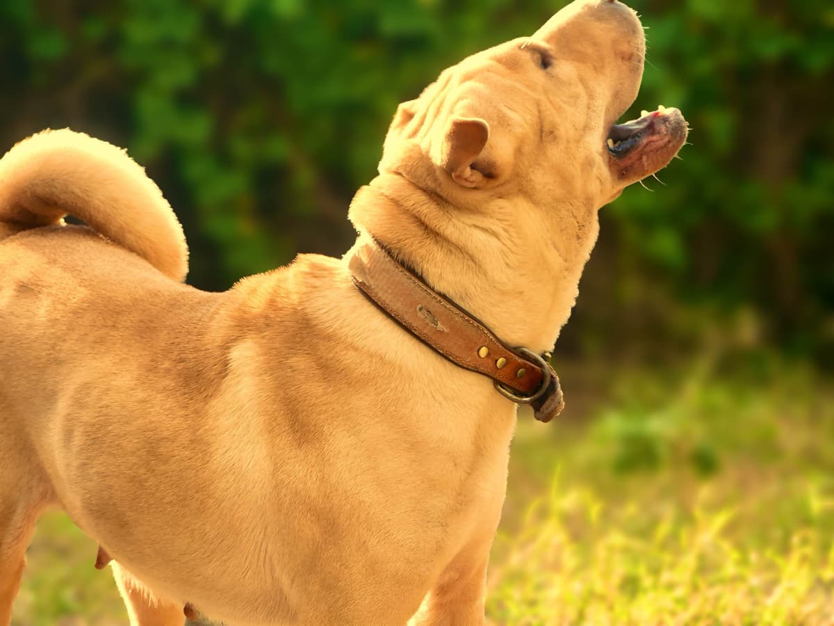 Chinese Shar-Pei Puppies breeder image 23