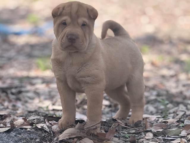 Chinese Shar-Pei Puppies media 4