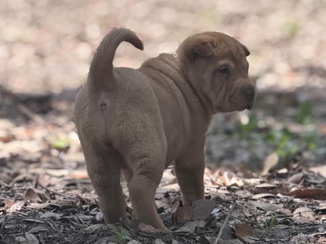 Chinese Shar-Pei Puppies media 6
