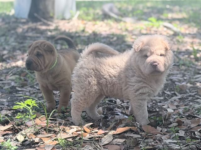Chinese Shar-Pei Puppies media 3