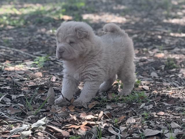 Chinese Shar-Pei Puppies media 8