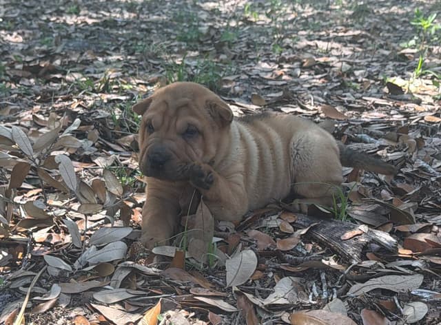 Chinese Shar-Pei Puppies media 2