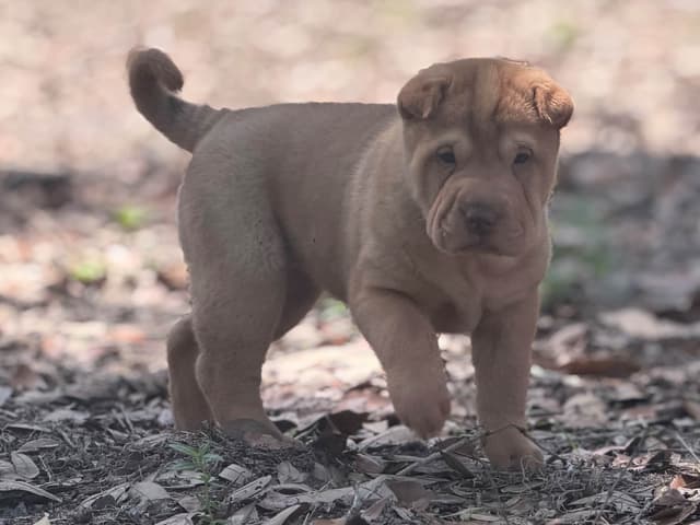 Chinese Shar-Pei Puppies media 10