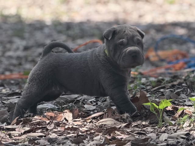 Chinese Shar-Pei Puppies media 7