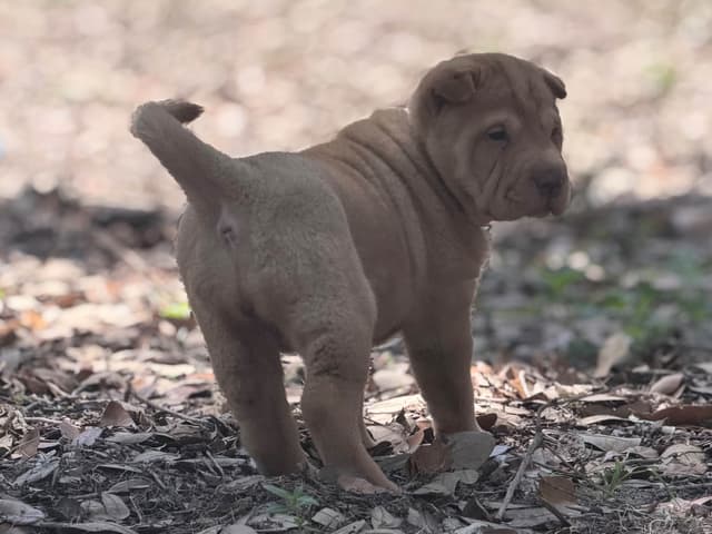 Chinese Shar-Pei Puppies media 9