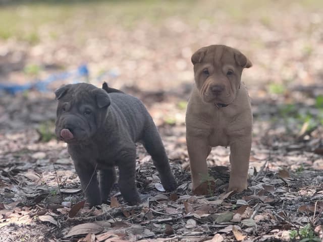 Chinese Shar-Pei Puppies media 12