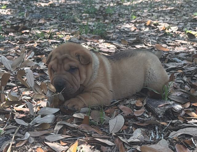 Chinese Shar-Pei Puppies media 11