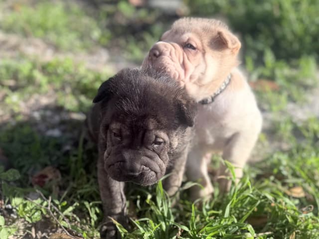 Chinese Shar-Pei Puppies media 3