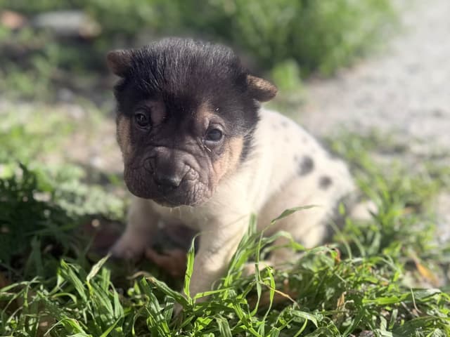 Chinese Shar-Pei Puppies media 2