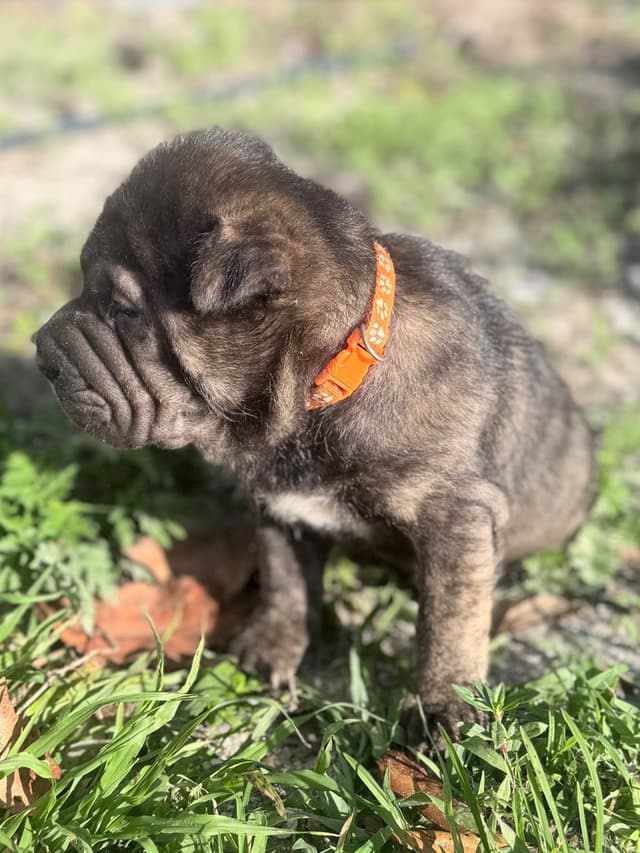 Chinese Shar-Pei Puppies media 7
