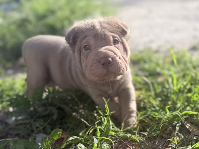 Chinese Shar-Pei Puppies media 8