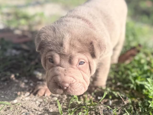 Chinese Shar-Pei Puppies media 6