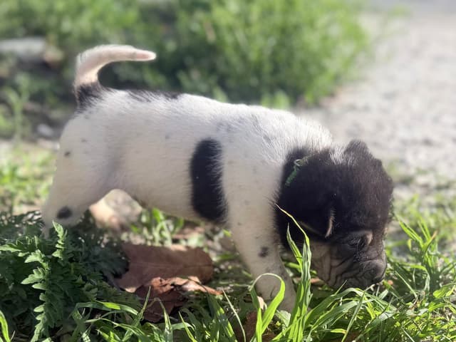 Chinese Shar-Pei Puppies media 9