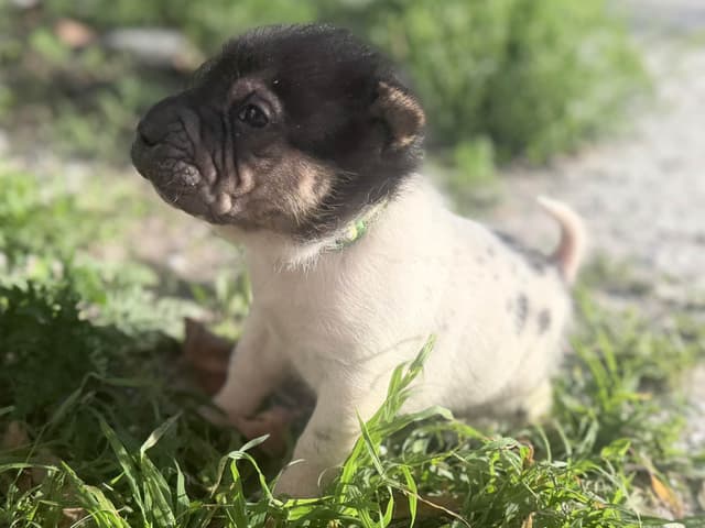 Chinese Shar-Pei Puppies media 10