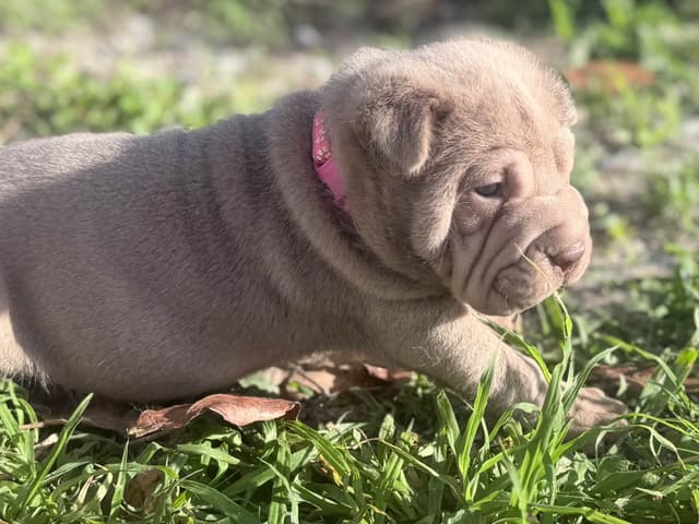 Chinese Shar-Pei Puppies media 11