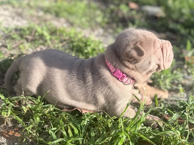 Chinese Shar-Pei Puppies media 16