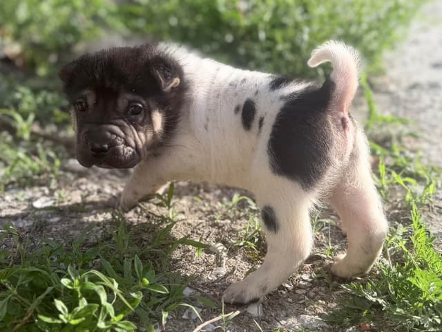 Chinese Shar-Pei Puppies media 14