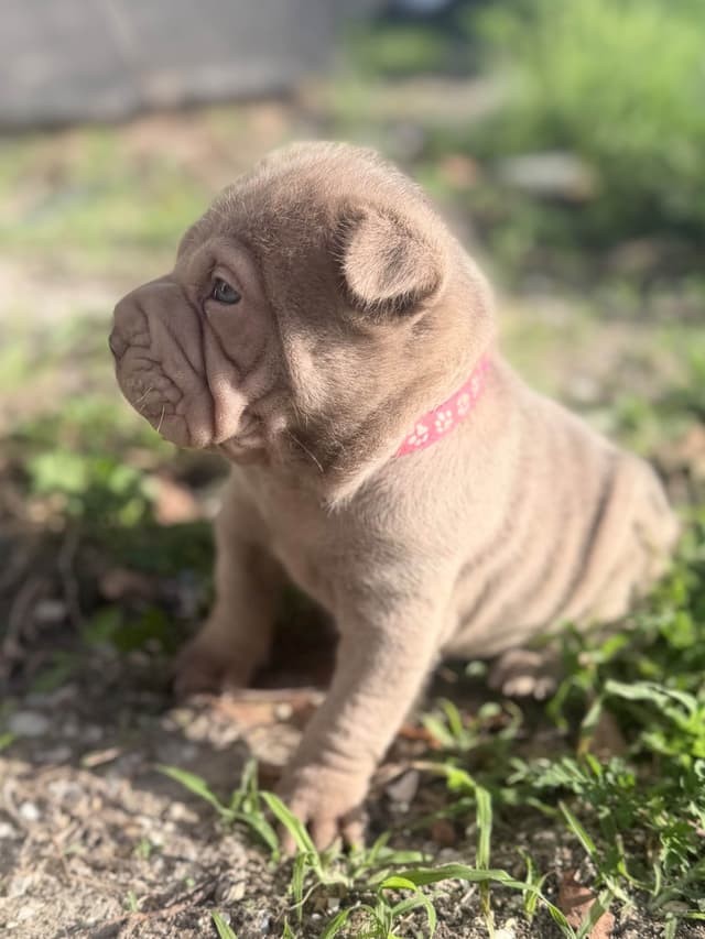 Chinese Shar-Pei Puppies media 15