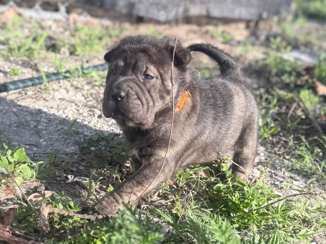 Chinese Shar-Pei Puppies media 13