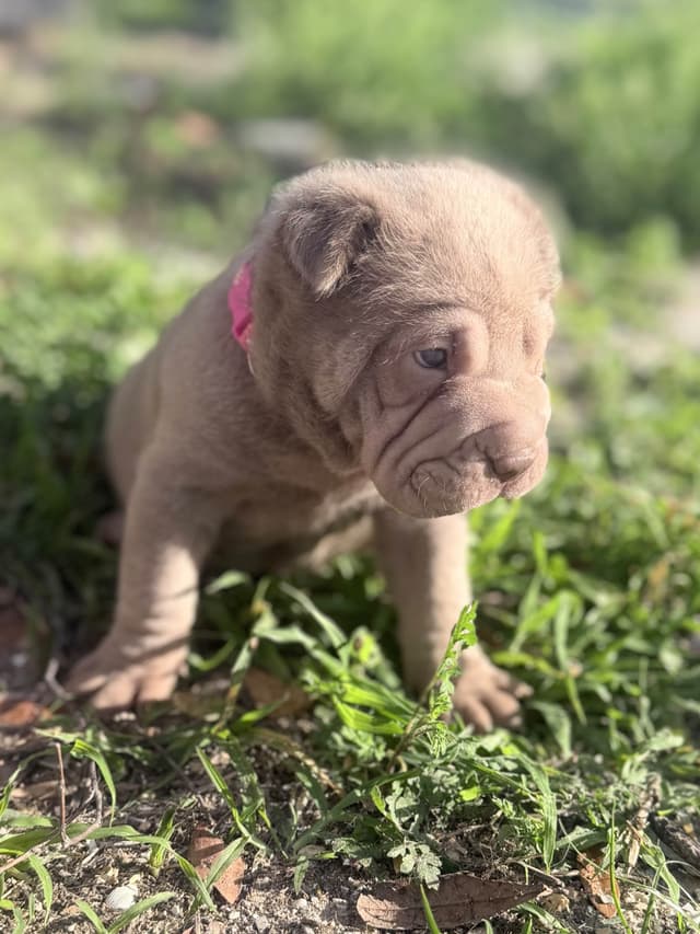 Chinese Shar-Pei Puppies media 17