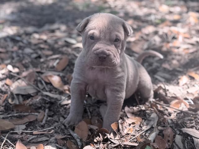 Chinese Shar-Pei Puppies media 5