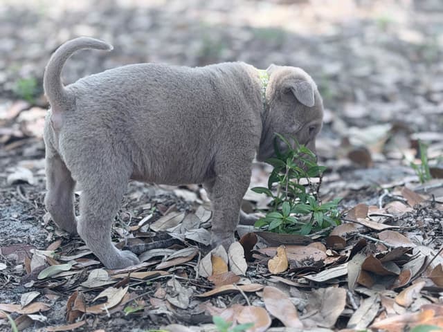 Chinese Shar-Pei Puppies media 6