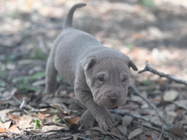 Chinese Shar-Pei Puppies media 9
