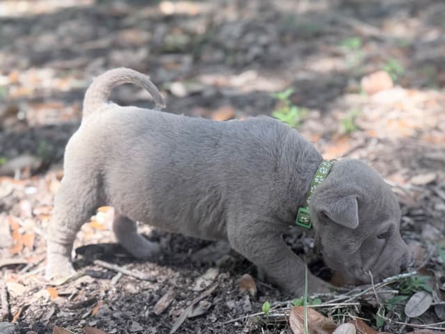 Chinese Shar-Pei Puppies media 2