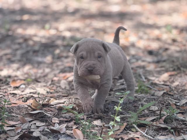 Chinese Shar-Pei Puppies media 4