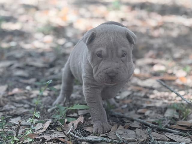 Chinese Shar-Pei Puppies media 10