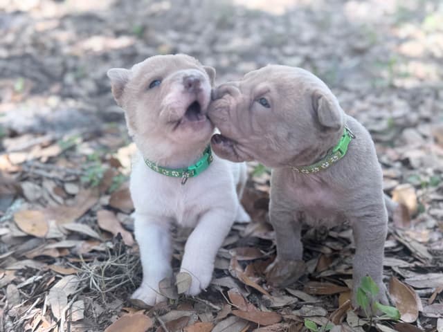Chinese Shar-Pei Puppies media 7