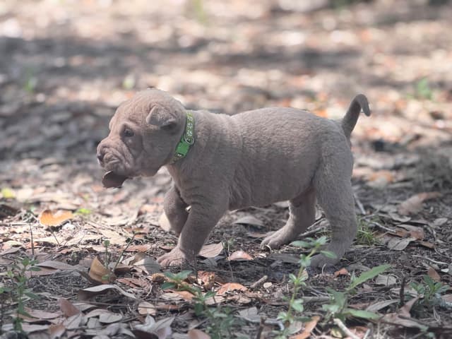Chinese Shar-Pei Puppies media 13